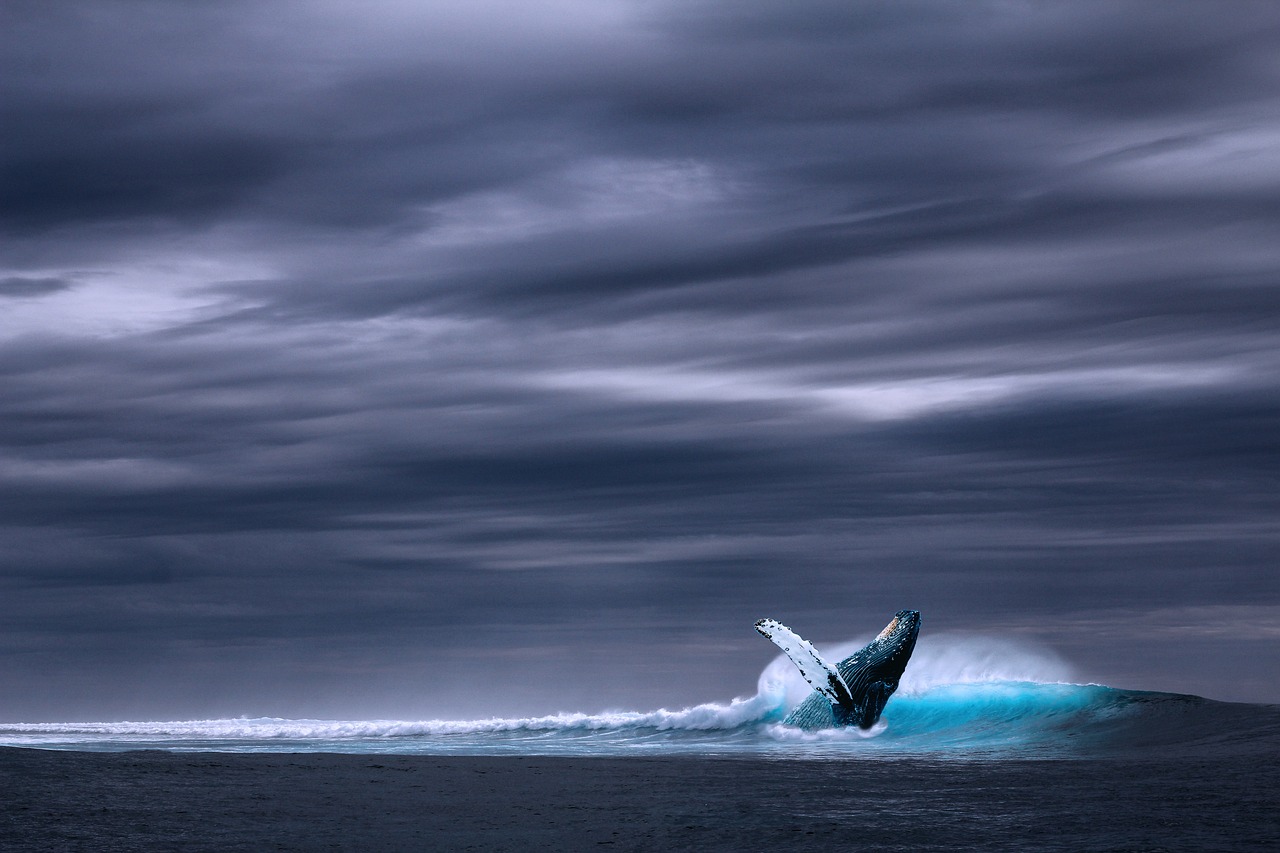 The Ultimate Guide to Whale Watching in Monterey Bay